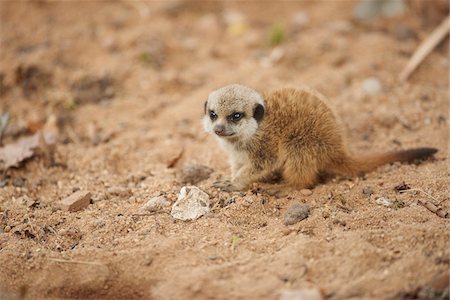 Portrait of Young Meerkat (Suricata suricatta) in Late Summer, Germany Stock Photo - Rights-Managed, Code: 700-08237046