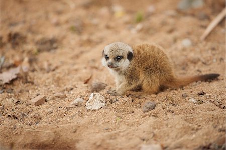 suricata suricatta - Portrait of Young Meerkat (Suricata suricatta) in Late Summer, Germany Stock Photo - Rights-Managed, Code: 700-08237046