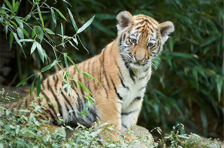 Portrait of Siberian Tiger Cub (Panthera tigris altaica) in Late Summer, Germany Photographie de stock - Rights-Managed, Code: 700-08237077