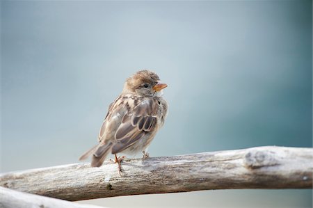 perched - Close-up of House Sparrow (Passer domesticus) in Late Summer, Germany Stock Photo - Rights-Managed, Code: 700-08237073