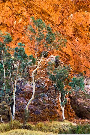 eucalypt tree - Simpsons Gap, West MacDonnell National Park, Northern Territory, Australia Stock Photo - Rights-Managed, Code: 700-08232342