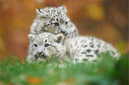 Portrait of Two Young Snow Leopards (Panthera uncia) in Autumn, Germany Stock Photo - Rights-Managed, Code: 700-08274246