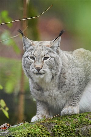 Portrait of Eurasian Lynx (Lynx lynx) in Autumn, Germany Stock Photo - Rights-Managed, Code: 700-08353327