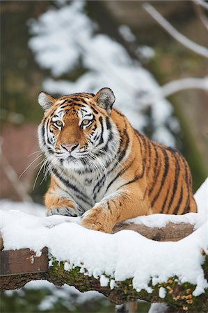 simsearch:400-06131670,k - Portrait of Siberian Tiger (Panthera tigris altaica) in Winter, Germany Stock Photo - Rights-Managed, Code: 700-08353322