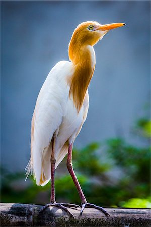 Portrait of cattle egret (small white heron) standing on tree trunk, Petulu near Ubud, Bali, Indonesia Stock Photo - Rights-Managed, Code: 700-08385828