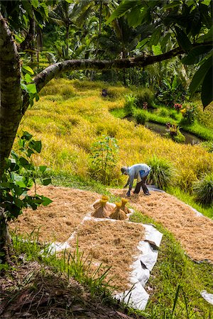 Rice Harvseting, Kesambi, Bali, Indonesia Stock Photo - Rights-Managed, Code: 700-08385940