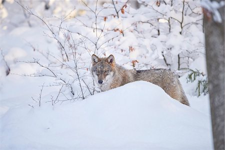 Close-up portrait of a Eurasian wolf (Canis lupus lupus) on a snowy winter day, Bavarian Forest, Bavaria, Germany Stock Photo - Rights-Managed, Code: 700-08386137