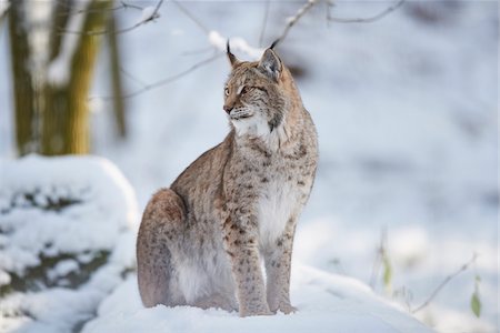 simsearch:600-07760219,k - Close-up of a Eurasian lynx (Lynx lynx) on a snowy winter day, Bavaria, Germany Stock Photo - Rights-Managed, Code: 700-08386155