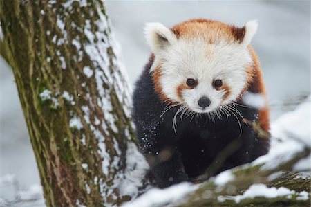 ram (animal) - Close-up portrait of a red panda (Ailurus fulgens) on a snow covered tree in winter, Germany Foto de stock - Con derechos protegidos, Código: 700-08386158