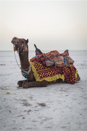 Camel Waiting for Tourists, Kutch, Gujarat, India Stock Photo - Rights-Managed, Code: 700-08386162