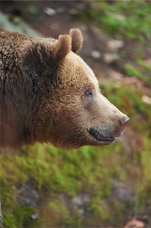 Portrait of Eurasian Brown Bear (Ursus arctos arctos) in Bavarian Forest in Spring, Bavaria, Germany Stock Photo - Rights-Managed, Code: 700-08519406