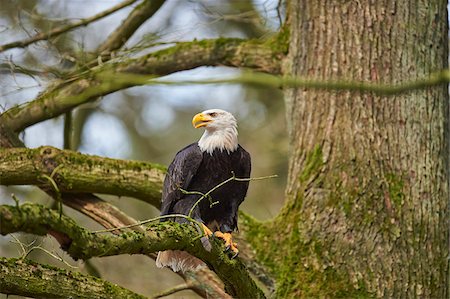 perched - Portrait of Bald Eagle (Haliaeetus leucocephalus) in Tree in Spring, Wildpark Schwarze Berge, Lower Saxony, Germany Foto de stock - Con derechos protegidos, Código: 700-08519435