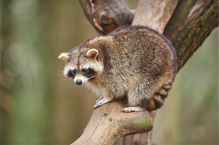 raccoon - Portrait of Common Raccoon (Procyon lotor) in Tree in Spring, Wildpark Schwarze Berge, Lower Saxony, Germany Stock Photo - Rights-Managed, Code: 700-08519444