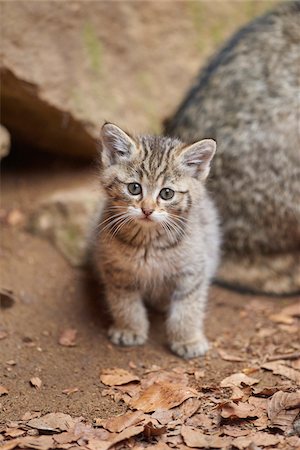 Close-up of European Wildcat (Felis silvestris silvestris) Kitten in Bavarian Forest in Spring, Bavaria, Germany Stock Photo - Rights-Managed, Code: 700-08519448