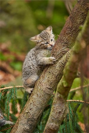 Portrait of European Wildcat (Felis silvestris silvestris) Kitten in Bavarian Forest in Spring, Bavaria, Germany Stock Photo - Rights-Managed, Code: 700-08519454