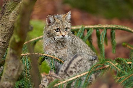 Portrait of European Wildcat (Felis silvestris silvestris) in Bavarian Forest in Spring, Bavaria, Germany Stock Photo - Rights-Managed, Code: 700-08519455