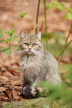Portrait of European Wildcat (Felis silvestris silvestris) in Bavarian Forest in Spring, Bavaria, Germany Stock Photo - Rights-Managed, Code: 700-08519453