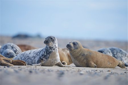 Eastern Atlantic Harbor Seals (Phoca vitulina vitulina) in Spring on Helgoland, Germany Stock Photo - Rights-Managed, Code: 700-08547978