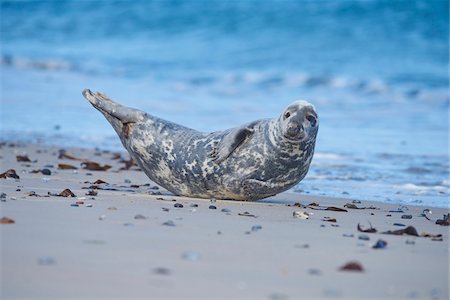 pinnipedia - Portrait of Eastern Altantic Harbor Seal (Phoca vitulina vitulina) in Spring on Helgoland, Germany Photographie de stock - Rights-Managed, Code: 700-08547979
