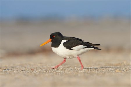 Portrait of Eurasian Oystercatcher (Haematopus ostralegus) in Spring on Helgoland, Germany Stock Photo - Rights-Managed, Code: 700-08547980