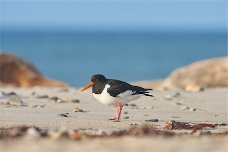 Portrait of Eurasian Oystercatcher (Haematopus ostralegus) in Spring on Helgoland, Germany Stock Photo - Rights-Managed, Code: 700-08547981