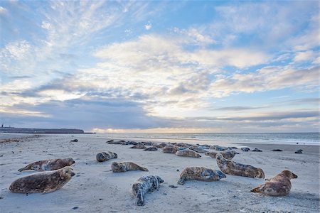 pinnipedia - Landscape with Eastern Atlantic Harbor Seals (Phoca vitulina vitulina) lying on Beach in Spring on Helgoland, Germany Photographie de stock - Rights-Managed, Code: 700-08547983