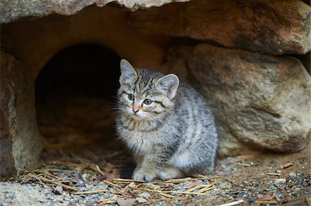 Portrait of European Wildcat (Felis silvestris silvestris) Kitten in Spring in Bavarian Forest, Bavaria, Germany Stock Photo - Rights-Managed, Code: 700-08547995