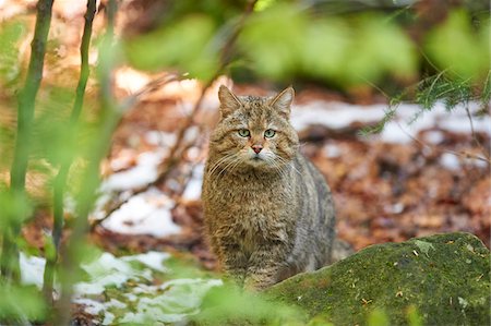 Portrait of European Wildcat (Felis silvestris silvestris) in Spring in Bavarian Forest, Bavaria, Germany Stock Photo - Rights-Managed, Code: 700-08547996