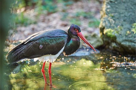 simsearch:700-03368499,k - Portrait of Black Stork (Ciconia nigra) in Spring, Bavarian Forest, Bavaria, Germany Stock Photo - Rights-Managed, Code: 700-08547999