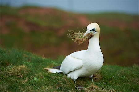 Portrait of Northern Gannet (Morus bassanus) in Spring on Helgoland, Germany Stock Photo - Rights-Managed, Code: 700-08547990