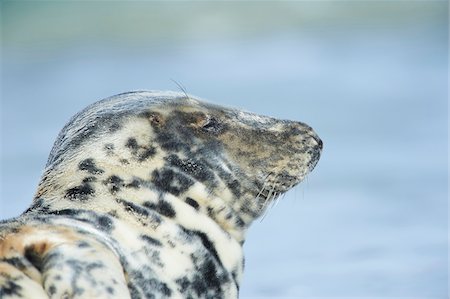 simsearch:700-08542801,k - Close-up of Eastern Atlantic harbor seal (Phoca vituliana vitulina) in spring (april) on Helgoland, a small Island of Northern Germany Stock Photo - Rights-Managed, Code: 700-08542798