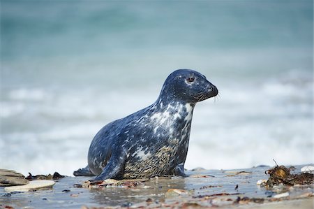 pinnipedia - Close-up of Eastern Atlantic harbor seal (Phoca vituliana vitulina) in spring (april) on Helgoland, a small Island of Northern Germany Photographie de stock - Rights-Managed, Code: 700-08542799