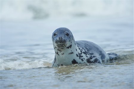 simsearch:700-08542801,k - Close-up of Eastern Atlantic harbor seal (Phoca vituliana vitulina) in spring (april) on Helgoland, a small Island of Northern Germany Stock Photo - Rights-Managed, Code: 700-08542806