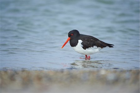 Close-up of Eurasian oystercatcher (Haematopus ostralegus) in spring (april) on Helgoland, a small Island of Northern Germany Stock Photo - Rights-Managed, Code: 700-08542807