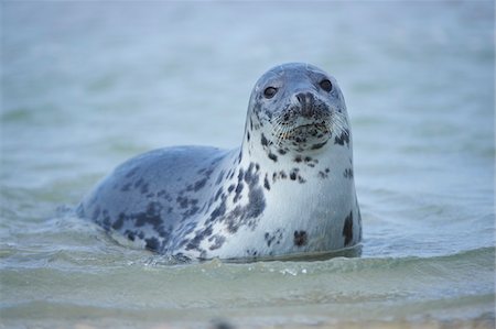 pinnipedia - Close-up of Eastern Atlantic harbor seal (Phoca vituliana vitulina) in spring (april) on Helgoland, a small Island of Northern Germany Stock Photo - Rights-Managed, Code: 700-08542808