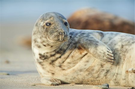 pinnipedia - Close-up of Eastern Atlantic harbor seal (Phoca vituliana vitulina) in spring (april) on Helgoland, a small Island of Northern Germany Stock Photo - Rights-Managed, Code: 700-08542815