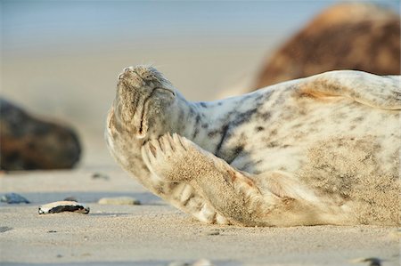 simsearch:700-08542801,k - Close-up of Eastern Atlantic harbor seal (Phoca vituliana vitulina) in spring (april) on Helgoland, a small Island of Northern Germany Stock Photo - Rights-Managed, Code: 700-08542816