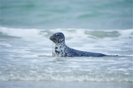 simsearch:700-08542801,k - Close-up of Eastern Atlantic harbor seal (Phoca vituliana vitulina) in spring (april) on Helgoland, a small Island of Northern Germany Stock Photo - Rights-Managed, Code: 700-08542810