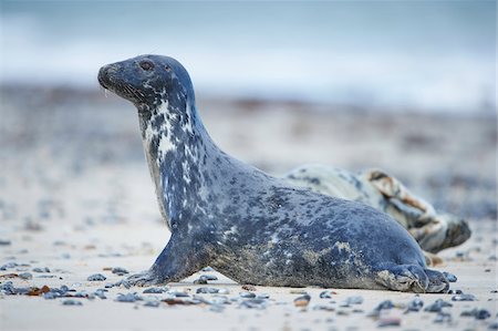 simsearch:700-08542801,k - Close-up of Eastern Atlantic harbor seal (Phoca vituliana vitulina) in spring (april) on Helgoland, a small Island of Northern Germany Stock Photo - Rights-Managed, Code: 700-08542812