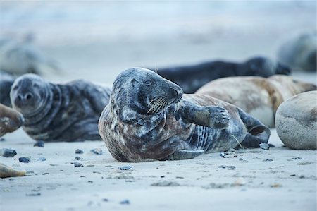 simsearch:700-08542801,k - Close-up of Eastern Atlantic harbor seals (Phoca vituliana vitulina) in spring (april) on Helgoland, a small Island of Northern Germany Stock Photo - Rights-Managed, Code: 700-08542824