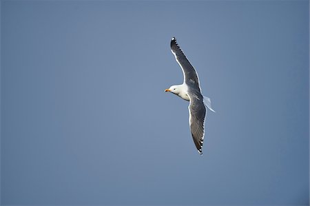 Close-up of Yellow-legged gull (Larus michahellis) flying in spring (april) on Helgoland, a small Island of Northern Germany Stock Photo - Rights-Managed, Code: 700-08542826