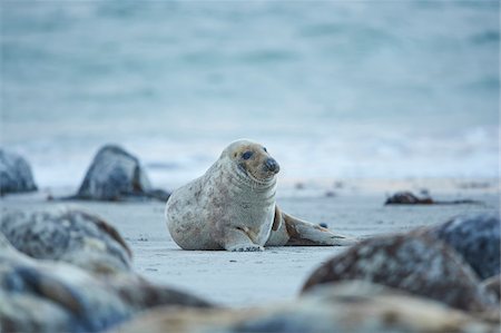 Close-up of harbor seals (Phoca vituliana vitulina) in spring (april) on Helgoland, a small Island of Northern Germany Stock Photo - Rights-Managed, Code: 700-08542821