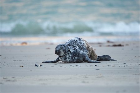 simsearch:700-08542801,k - Close-up of Eastern Atlantic harbor seal (Phoca vituliana vitulina) in spring (april) on Helgoland, a small Island of Northern Germany Stock Photo - Rights-Managed, Code: 700-08542822