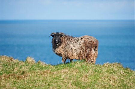 Close-up of a Heidschnucke sheep in spring (april) on Helgoland, a small Island of Northern Germany Stock Photo - Rights-Managed, Code: 700-08542841