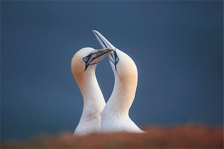 Close-up of Northern gannets (Morus bassanus) in spring (april) on Helgoland, a small Island of Northern Germany Stock Photo - Rights-Managed, Code: 700-08542857