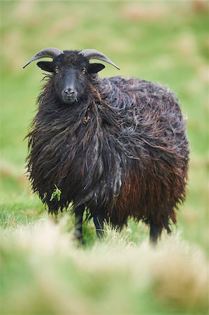 simsearch:700-08542801,k - Close-up of a Heidschnucke sheep in spring (april) on Helgoland, a small Island of Northern Germany Stock Photo - Rights-Managed, Code: 700-08542865