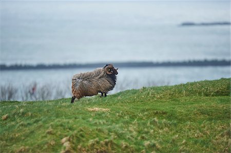 simsearch:700-08542801,k - Heidschnucke sheep standing on hillside in spring (april) on Helgoland, a small Island of Northern Germany Stock Photo - Rights-Managed, Code: 700-08542860