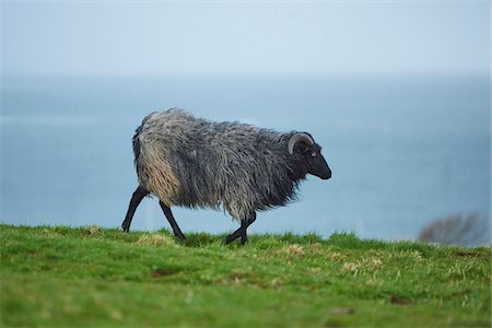 simsearch:700-08542801,k - Close-up of a Heidschnucke sheep walking in field in spring (april) on Helgoland, a small Island of Northern Germany Stock Photo - Rights-Managed, Code: 700-08542877