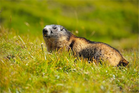 simsearch:700-02738271,k - Portrait of Alpine Marmot (Marmota marmota) in Meadow, Hohe Tauern National Park, Grossglockner High Alpine Road, Carinthia, Austria Foto de stock - Direito Controlado, Número: 700-08639195