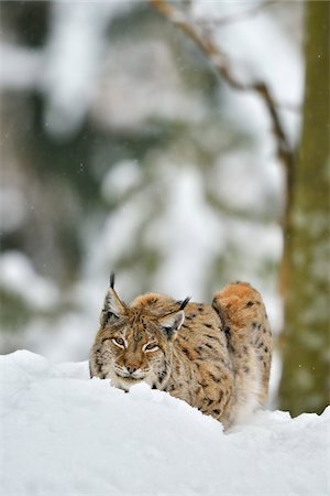 simsearch:700-01199476,k - Portrait of Eurasian Lynx (Lynx lynx) in Winter, Neuschonau, Bavarian Forest National Park, Bavaria, Germany Stock Photo - Rights-Managed, Code: 700-08639196